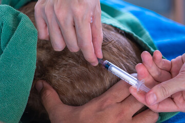 veterinarian giving vaccinates an injection to a kitten, cat treatment at the veterinarian. The concept of prevention and protection