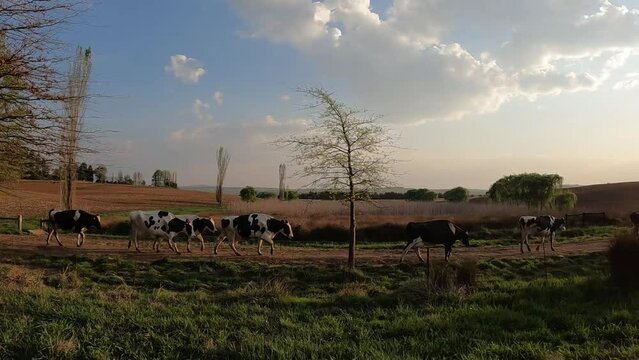 Herd of cows near road at sunset, South Africa
Go pro shot from South Africa, 2022
