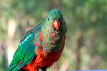Portrait of a female Australian King parrot.