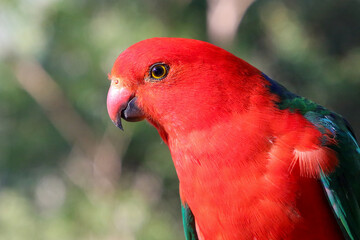 Portrait of a male Australian King parrot.