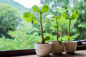 Plant placed in a small plant pot It's a very beautiful background image.