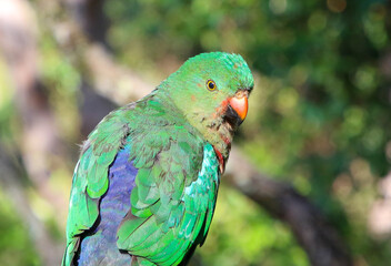 Portrait of a female Australian King parrot.