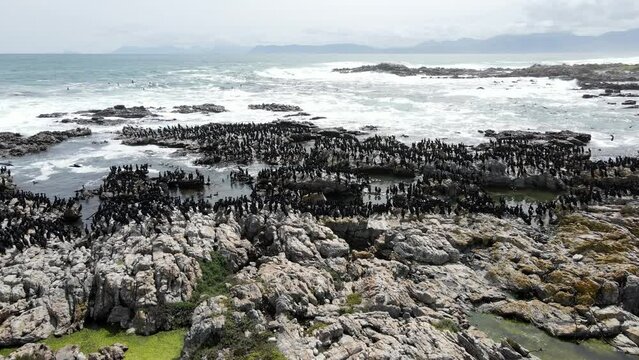 Large Cape Cormorant flock on beach and in the air, South Africa
Cape Cormorant wildlife, Gansbaai, South Africa, 2022, Indian ocean, Drone view
