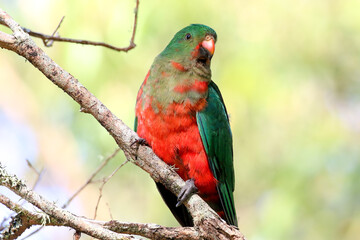 Portrait of a female Australian King parrot.