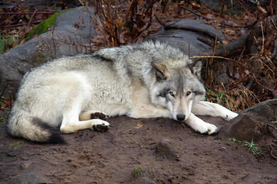 Portrait of a sleeping grey wolf