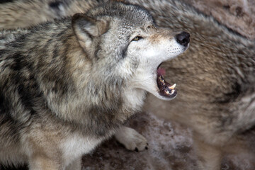 Portrait of a yawning grey wolf