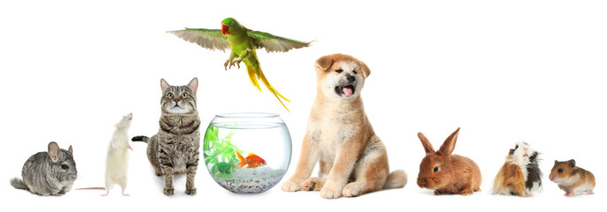 Group of different domestic animals on white background, collage