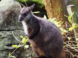 Elegant stylish Brush-tailed Rock-Wallaby in a natural background.