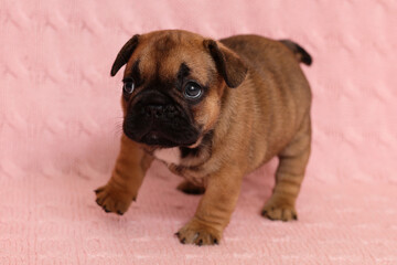 Obraz premium Serious puppy of french bulldog breed dog doing first steps at home. Active baby pup