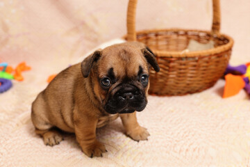 Little sad french bulldog puppy waiting for owner in pet shop. Last puppy from the litter