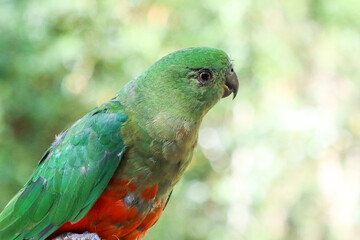 Portrait of a female Australian King parrot.