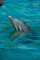 Fototapeta premium bahamas