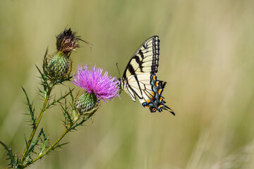 Tiger Swallowtail butterfly drinking from a thistle bloom in a meadow