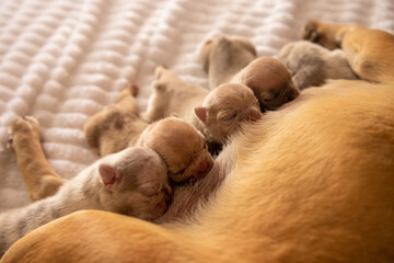 french bulldog puppies breastfeeding