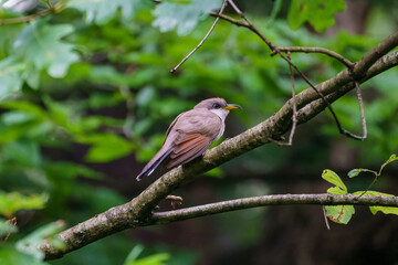 Yellow-billed cuckoo perched on a branch with blurred leaves in background