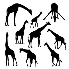 giraffes silhouette. Collection giraffe silhouette.  set giraffes silhouette. 