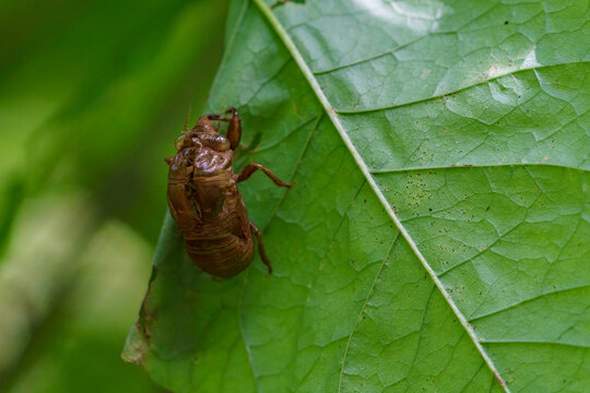 Empty cicada shell clinging to the underside of a large green leaf