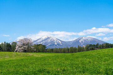 Lonesome Cherry Blossom in springtime sunny day morning and clear blue sky. One lonely pink tree standing on green grassland with snow capped mountains range in background, beauty rural natural scene