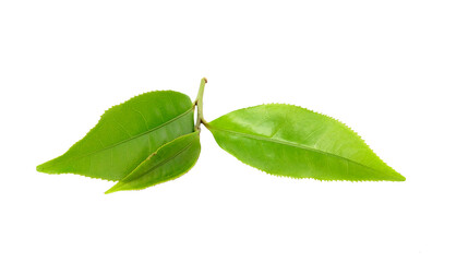 Green tea leaf isolated on transparent png