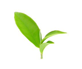 tea leaf isolated on transparent png