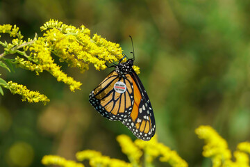 Monarch butterfly tagged for migration tracking, feeding on yellow flowers