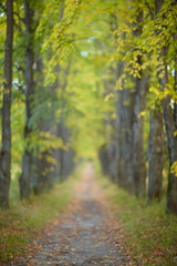 Autumn linden tree alley. Path under yellow trees with falling autumn leaves.