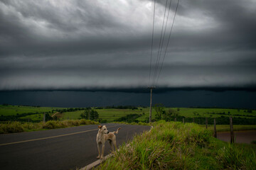 Dog and Storm, Storm clouds, thunderstorms and weather changes, dark clouds