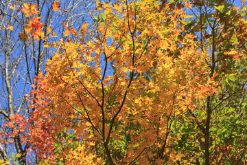 全体が黄色く黄葉しているカエデ類