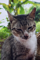 Close up of a beautiful gray striped cat.