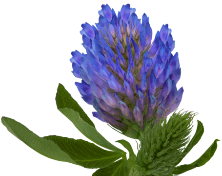 Clover wild flower on a stem with green leaves. Flower  on  isolated   background with clipping path. Close-up.  Transparent background.  Nature.