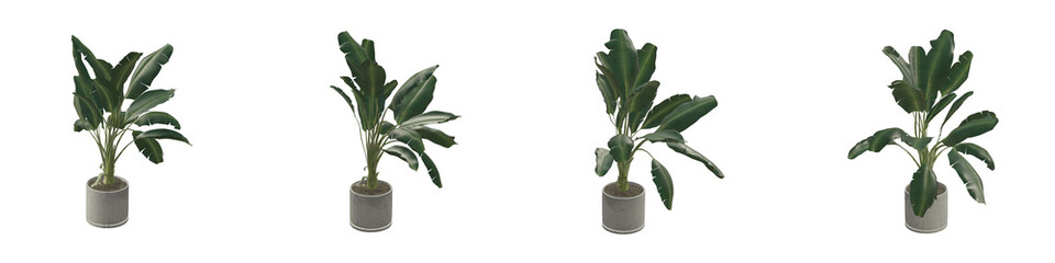 Collection of Beautiful Home Plants in Pots isolated on Transparent Backgrounds. 3D Render.
