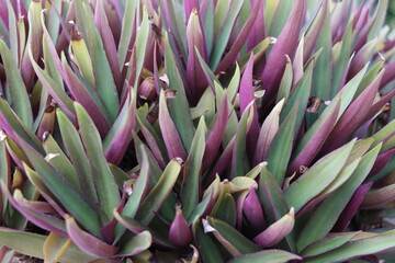 Obraz premium Beautiful Plants 