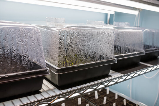 Trays Of Seed Starting Equipment Growing Indoors Under LED Grow Lights, With Condensation Forming On The Humidity Domes