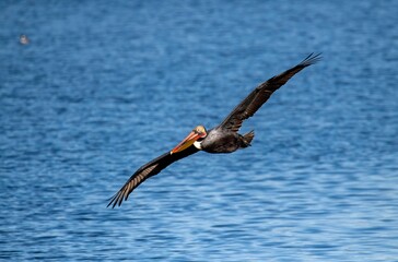 Brown pelican in low banking flight over blue waters of the pacific with wings fully outstretched