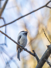 Obraz premium Cute bird the willow tit, song bird sitting on a branch without leaves in the winter.