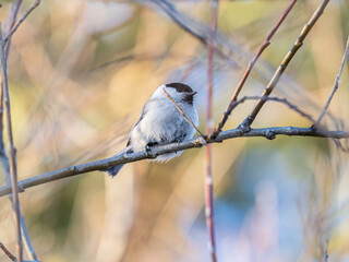 Cute bird the willow tit, song bird sitting on a branch without leaves in the winter.