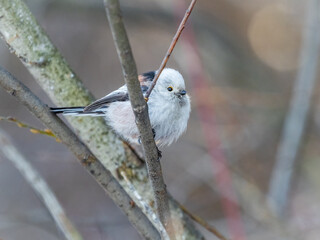 European long-tailed tit, latin name Aegithalos caudatus. A bird sitting on a branch in a deciduous forest.