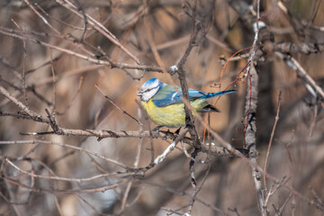 Cute bird, Eurasian blue tit, songbird sitting on a branch without leaves in early spring