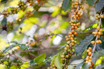 ripe arabica coffee beans on brance tree in farm.green Robusta and arabica coffee berries by agriculturist hands,Worker Harvest arabica coffee berries on its branch, agriculture concept.
