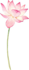 Lotus flower (transparent background)