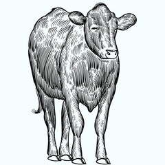 Vintage hand drawn sketch aberdeen angus cattle - obrazy, fototapety, plakaty