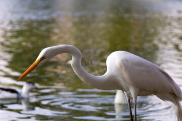 garza real en lago - ave