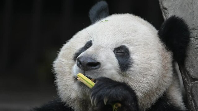 giant panda eating bamboo