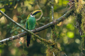 Tucancillo verde