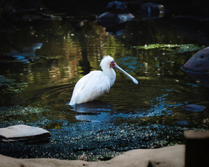 African roseate spoonbill bird