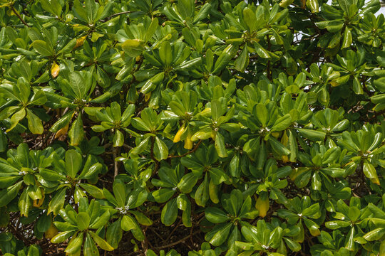 Scaevola taccada, Sea lettuce or Beach naupaka. Tropical plant close up background