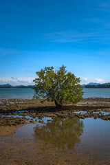 Tropical tree (Barringtonia asiatica) on a rocky beach in Ko Lanta,Thailand.