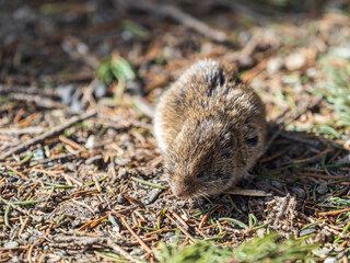 A closeup of a Common vole, Microtus arvalis, on the ground with a blurry background