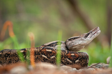 Boa constrictor o mazacuata