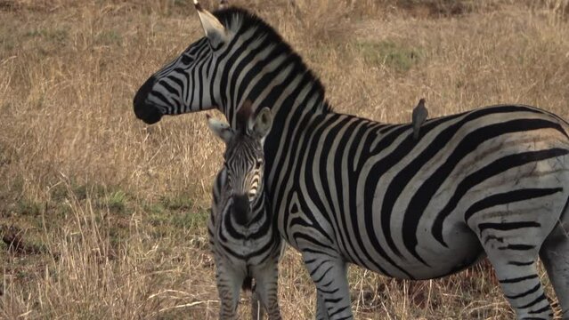 Mother zebra protecting young by kicking male
Kruger National Park, South Africa, 2023

